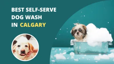 Best Self-Serve Dog Wash in calgary