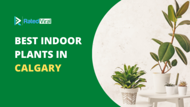 Best Indoor Plants in Calgary